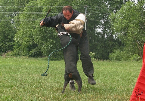 Dogs in training 6/2007